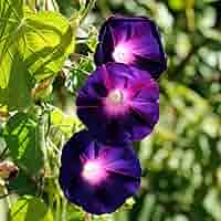 未開封　MORNING GLORY Synthetic 71VFWJ+Eg0L._AC_SY200_QL15_.jpg